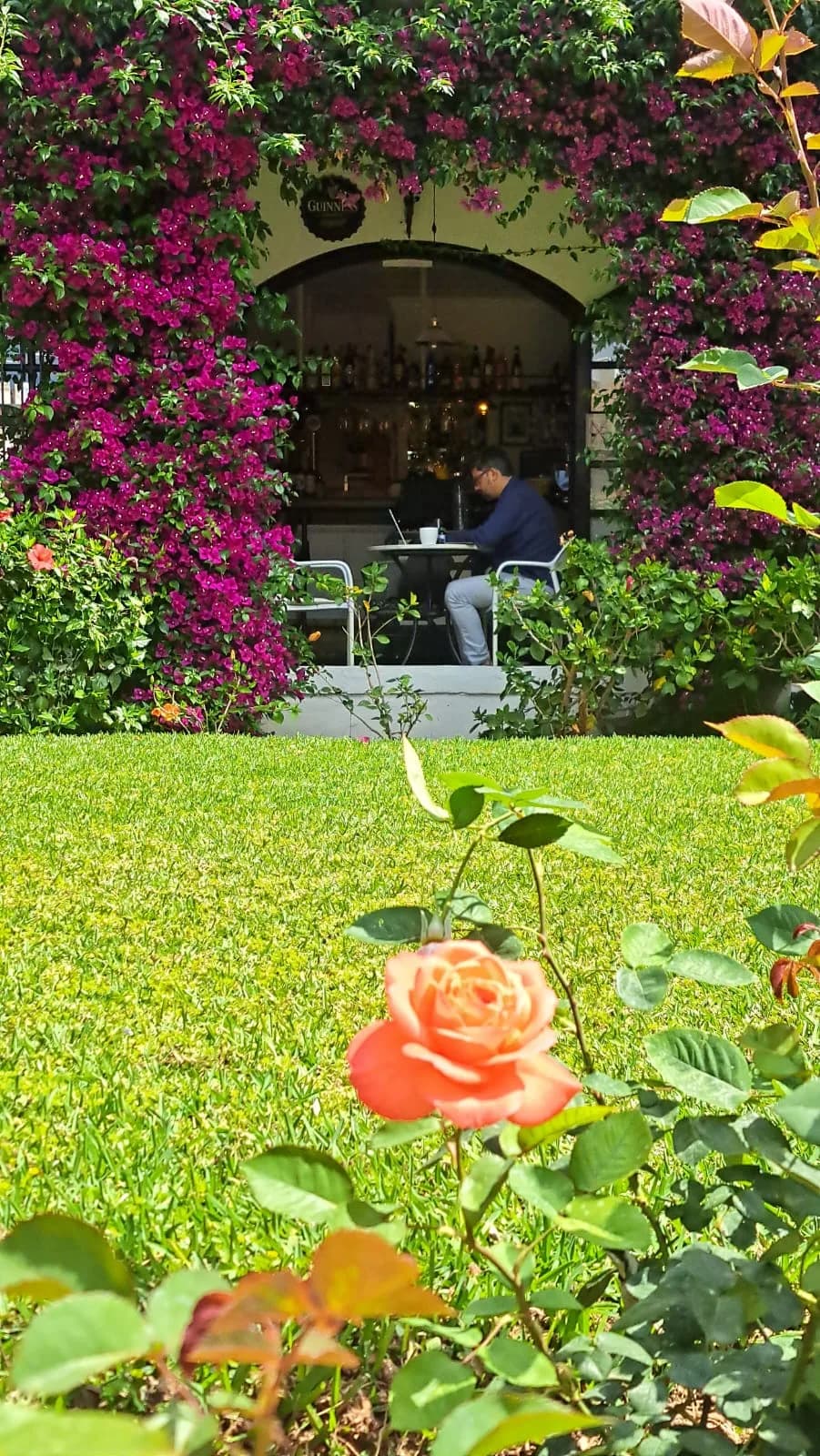 Bar entrance framed by purple bougainvillea seen from the lawn, with an orange rose in the foreground